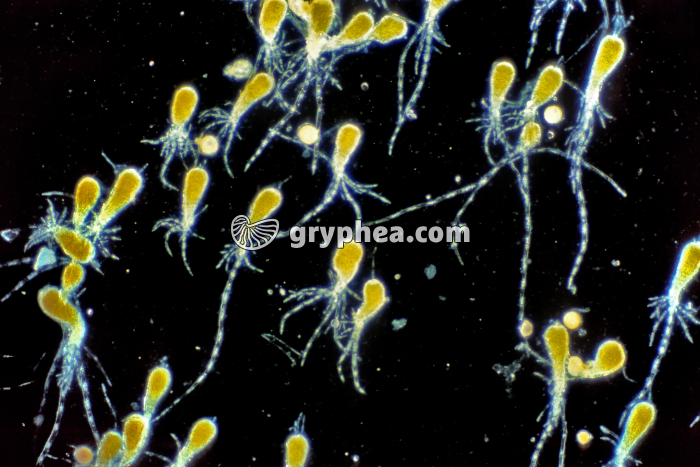 Fucus vésiculeux - Embryons de Fucus FN x10 - gryphea.com